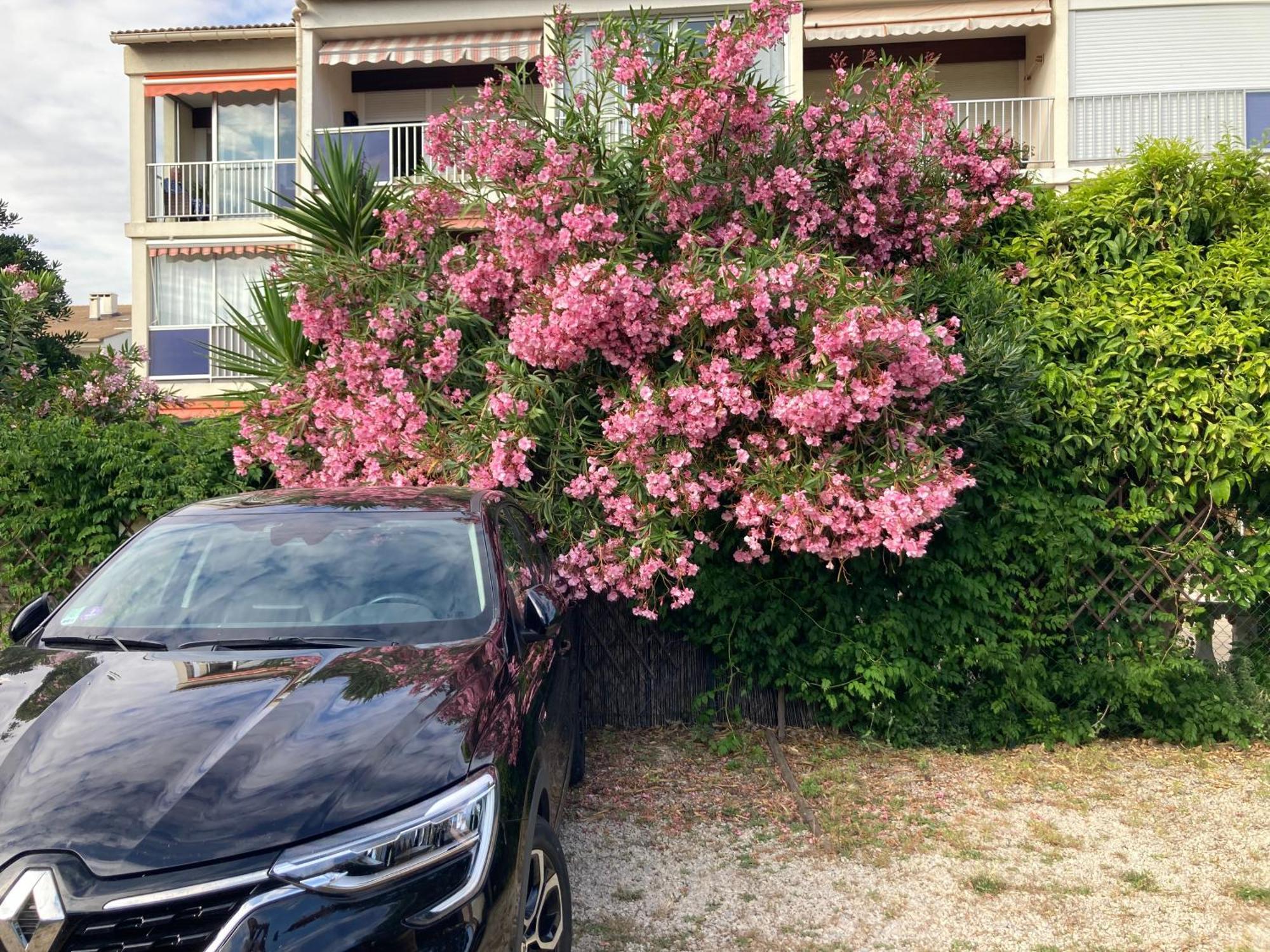 Appartement Marius Le Grau-du-Roi Bagian luar foto